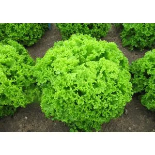 Compra LECHUGA BRIETTA Pildorada (10.000 Semillas) en la tienda online Fito Agrícola