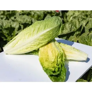 Compra LECHUGA COLISEUM Pildorada (10.000 Semillas) en la tienda online Fito Agrícola