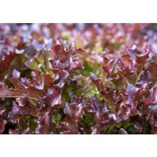 Compra LECHUGA EZFLOR Pildorada (10.000 Semillas) en la tienda online Fito Agrícola