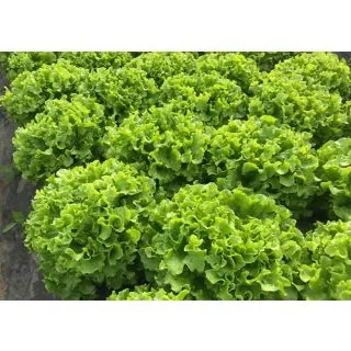 Compra LECHUGA GAITERA Pildorada (10.000 Semillas) en la tienda online Fito Agrícola