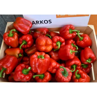 Compra PIMIENTO ARKOS F1 (1.000 Semillas) en la tienda online Fito Agrícola