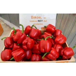 Compra PIMIENTO BIKOS F1 (1.000 Semillas) en la tienda online Fito Agrícola