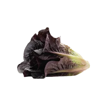 Compra LECHUGA LANDRED Pildorada (10.000 Semillas) en la tienda online Fito Agrícola