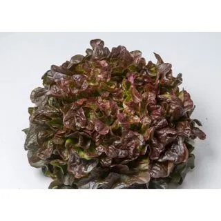 Compra LECHUGA LUNIX Pildorada (10.000 Semillas) en la tienda online Fito Agrícola