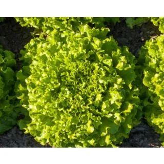 Compra LECHUGA OLANA Pildorada (10.000 Semillas) en la tienda online Fito Agrícola