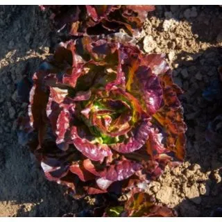 Compra LECHUGA SINISA Pildorada (10.000 Semillas) en la tienda online Fito Agrícola