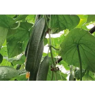 Compra PEPINO CORDOUAN F1 (1000 Semillas). en la tienda online Fito Agrícola