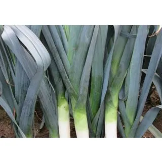 Compra PUERRO CHEROKEE F1 (10.000 Semillas) en la tienda online Fito Agrícola