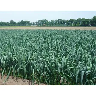 Compra PUERRO CHINOOK F1 (5.000 Semillas) en la tienda online Fito Agrícola