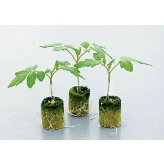 Compra TOMATE BRIOMINO F1 (5.000 Semillas) en la tienda online Fito Agrícola