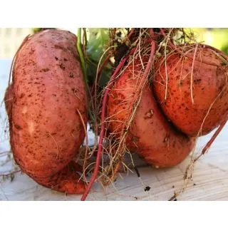 Compra BONIATO BEAUREGARD EPS104 en la tienda online Fito Agrícola