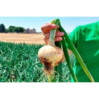 Compra CEBOLLA MESNERA F1 (100.000 Semillas). en la tienda online Fito Agrícola