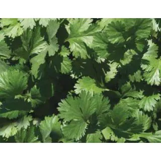 Compra CILANTRO SANTO (500 gr.) en la tienda online Fito Agrícola