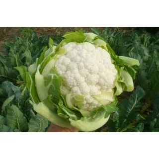 Compra COLIFLOR BERLIN F1 (2.500 Semillas) en la tienda online Fito Agrícola