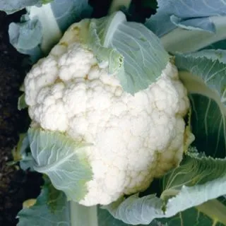 Compra COLIFLOR INCLINE F-1 (2.500 Semillas) en la tienda online Fito Agrícola