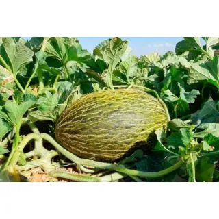 Compra MELÓN MILAGRO F1 (1.000 Semillas). en la tienda online Fito Agrícola
