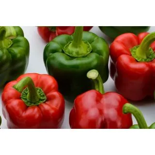 Compra PIMIENTO MOMA F1 (1.000 Semillas). en la tienda online Fito Agrícola
