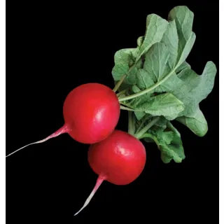 Compra RABANITO CRUNCHY KING F1 (10.000 Semillas). en la tienda online Fito Agrícola