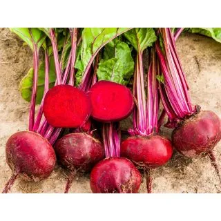 Compra REMOLACHA FALCONE F1 (50.000 Semillas). en la tienda online Fito Agrícola