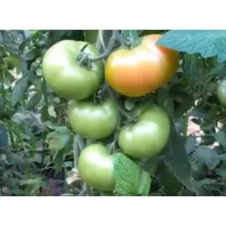 Compra TOMATE HAYET F1 (1.000 Semillas) en la tienda online Fito Agrícola