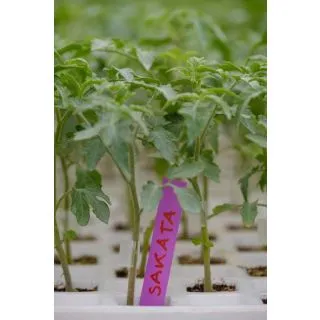 Compra TOMATE ARAUCARIA F1 (1.000 Semillas) en la tienda online Fito Agrícola