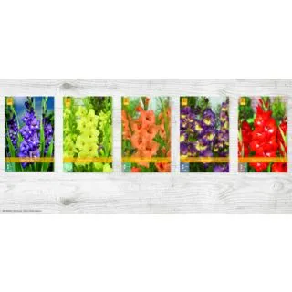 Compra GLADIOLO DE FLOR GRANDE A Cofre (400 Unid.) en la tienda online Fito Agrícola