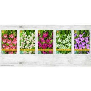 Compra GLADIOLO NANUS Cofre (400 Unid.). en la tienda online Fito Agrícola