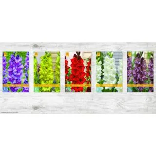 Compra GLADIOLO RUFFLED Cofre (400 Unid.) en la tienda online Fito Agrícola