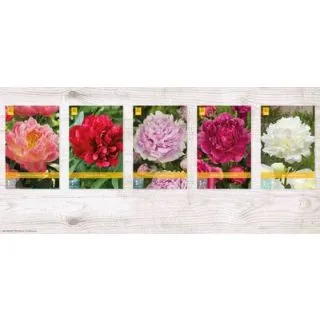 Compra PEONÍAS Cofre (50 Unid.) en la tienda online Fito Agrícola