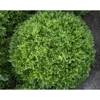 Compra LECHUGA FLOWCUT Píldora Sphera (5.000 Semillas) en la tienda online Fito Agrícola