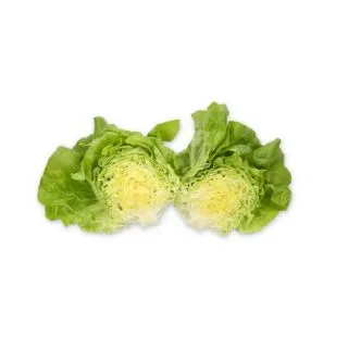 Compra LECHUGA ABELLINA RZ Pildorada (5.000 Semillas). en la tienda online Fito Agrícola