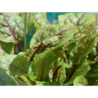 Compra ACEDERA DE VENA ROJA Sin Tratar (10.000 Semillas) en la tienda online Fito Agrícola