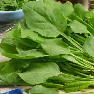 Compra ACEDERA MENOR BABY LEAF ECOLÓGICA (100 gr.) en la tienda online Fito Agrícola