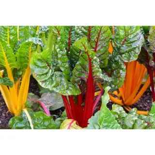 Compra ACELGA BRIGHT LIGHT F1 Calibrada (5.000 Semillas). en la tienda online Fito Agrícola