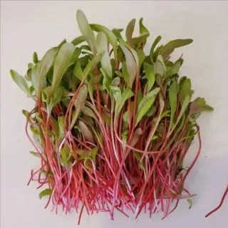 Compra ACELGA SUIZA ROJA MICROGREENS (5 Kgr.). en la tienda online Fito Agrícola