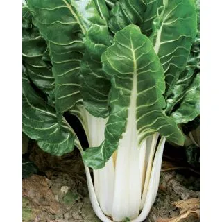 Compra ACELGA VERDE A COSTA BIANCA 2 Calibrada (10.000 Semillas). en la tienda online Fito Agrícola