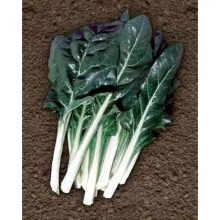 Compra ACELGA AGILA (10 Kgr.). en la tienda online Fito Agrícola