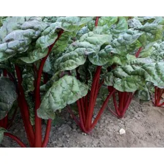 Compra ACELGA BETINA BABY LEAF (5 Kgr.). en la tienda online Fito Agrícola