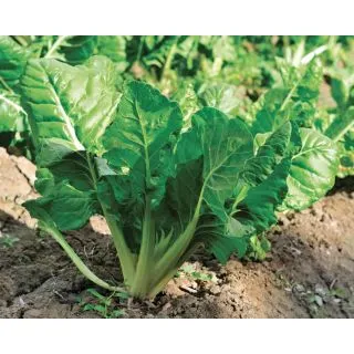 Compra ACELGA LISCIA VERDE DA TAGLIO Sel. Eolo Calibrada (10.000 Semillas). en la tienda online Fito Agrícola