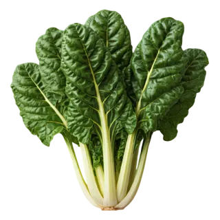 Compra ACELGA BARESE (100.000 Semillas) en la tienda online Fito Agrícola