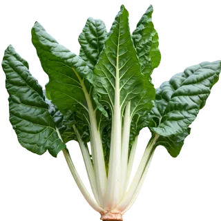 Compra ACELGA DE NICE (25 gr.). en la tienda online Fito Agrícola