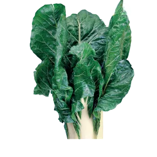 Compra ACELGA VERDE PENCA ANCHA Sel. Pencosa (5 Kgr.) en la tienda online Fito Agrícola