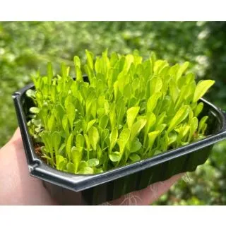 Compra ACHICORIA MICROGREENS (500 gr.). en la tienda online Fito Agrícola