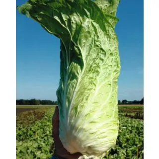 Compra ACHICORIA VIRTUS Pildorada ECOLÓGICA (10.000 semillas) en la tienda online Fito Agrícola