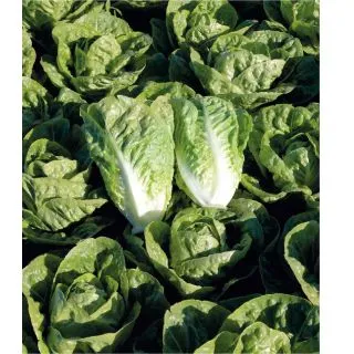 Compra LECHUGA ADIONE (LR-884) Pildorada (25.000 Semillas) en la tienda online Fito Agrícola