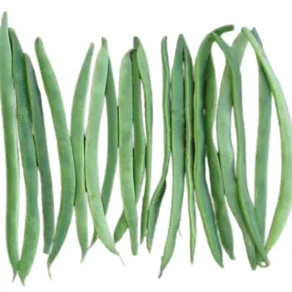 Compra JUDÍA AINTREE Sin Tratar (1000 Semillas.). en la tienda online Fito Agrícola