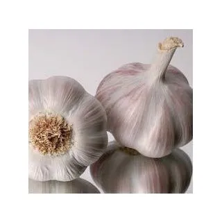 Compra AJO MORADO DE SIEMBRA GARDOS 55/60 (400 Kgr.). en la tienda online Fito Agrícola