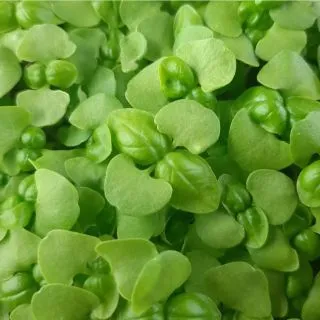 Compra ALBAHACA VERDE MICROGREENS (500 gr.). en la tienda online Fito Agrícola
