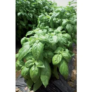 Compra ALBAHACA FORTILARGERO F1 (5.000 Semillas) en la tienda online Fito Agrícola