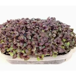 Compra ALBAHACA ROJA MICROGREENS (5 Kgr.). en la tienda online Fito Agrícola